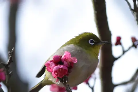 梅を知る