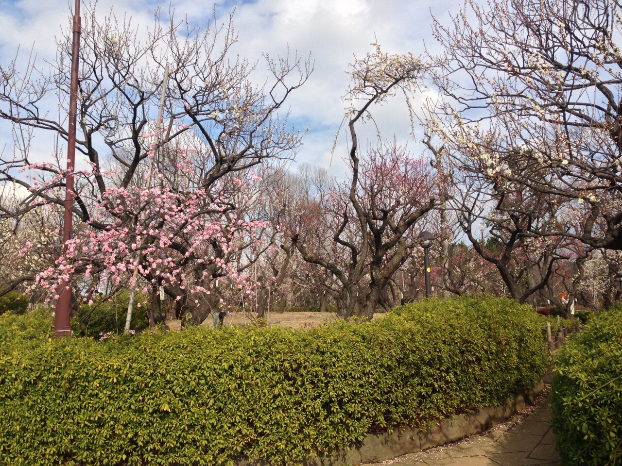 羽根木公園