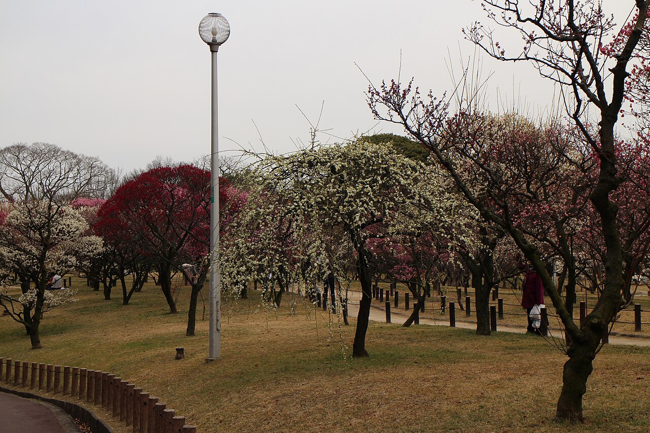 荒山公園 梅林