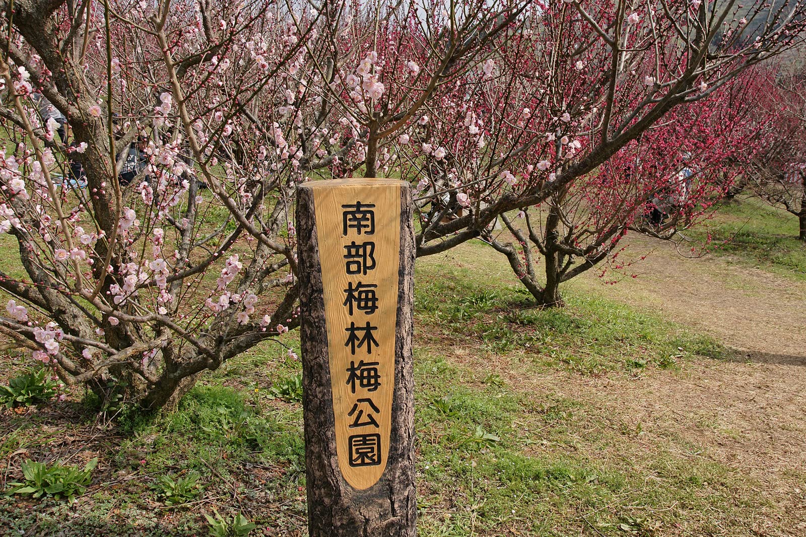 南部梅林