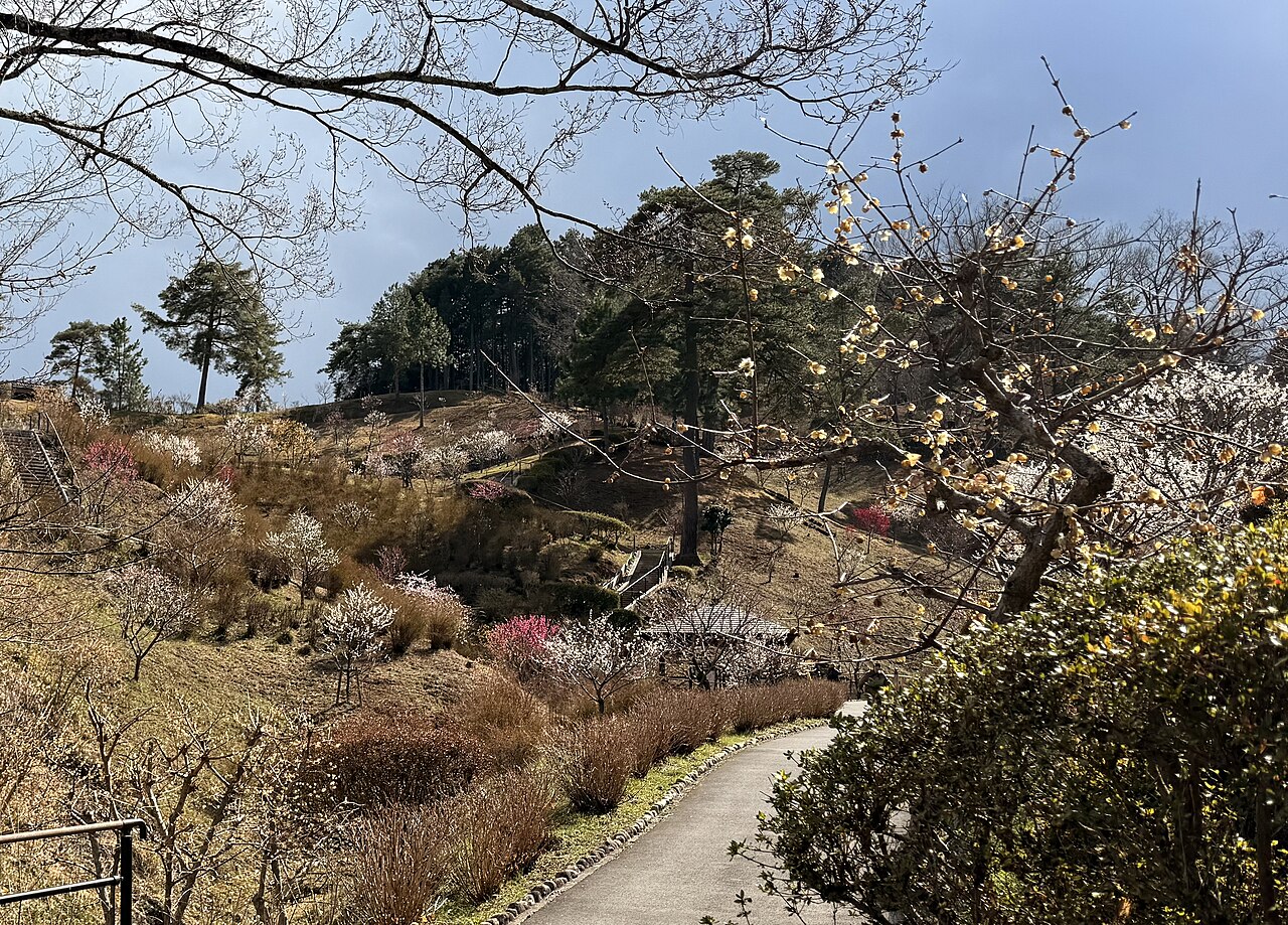 梅の公園（青梅市）