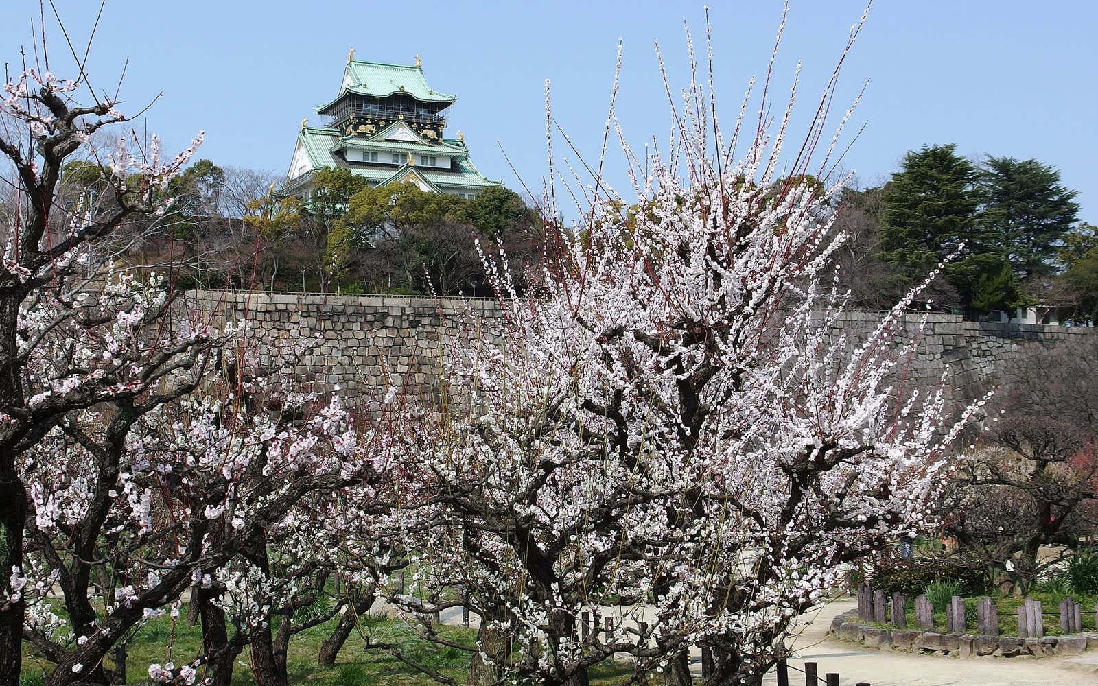 大阪城公園 梅林