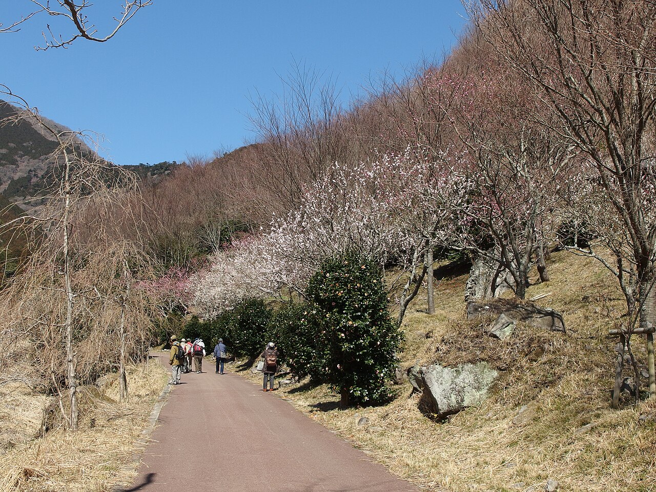 Yugawara Plum Grove (Makuyama Park)
